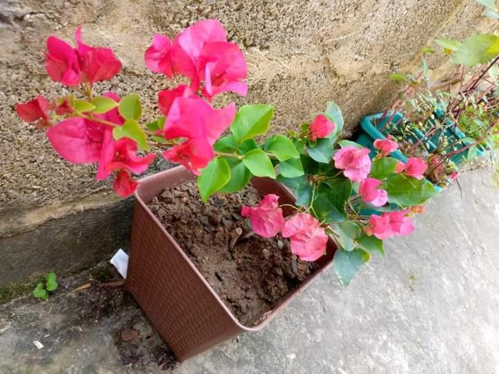 Ask Homestay Ella Zewnętrze zdjęcie